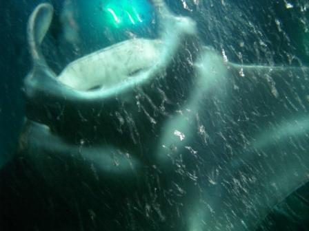 Snorkeling with Manta Rays in Kona